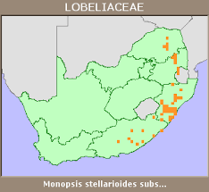 Image result for Monopsis stellarioides