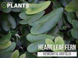 Hemionitis Arifolia Heart Fern Care Guide Vivarium Plants Ferns Care Plants Aquatic Plants