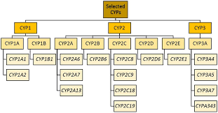 This is just the account of someone that took a lie detector test and learned some lessons from it. Frontiers How Can Drug Metabolism And Transporter Genetics Inform Psychotropic Prescribing Genetics