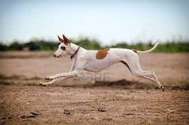 jumping ibizan hound dog photo ibizan hound hound dog jumping dog