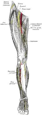 In clinical anatomy the thigh muscles are divided into three groups: Dissector Answers Anterior Medial Thigh