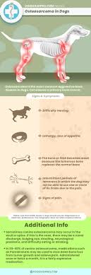 Ongoing pain can result from the cancer tumor—either coming from inside the affected bone or joint or tumor pressing against a nearby organ or nerve. What Is The Right Time To Euthanize A Dog With Osteosarcoma Dog Leash Pro