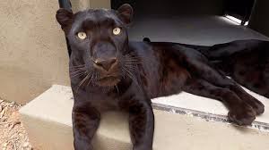 82' — удар в ворота. Hanging Out With Black Leopards The Lion Whisperer Youtube