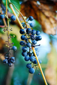It can also be found in many areas of the world. Wild Michigan Grapes Photograph By Michael Peychich