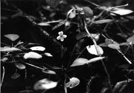 Image result for Combretum xanthothyrsum