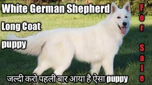 Rolla missouri pets and animals 500 $ White German Shepherd For Sale Long Coat German Shepherd Puppy For Sale White German Shepherd Youtube