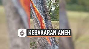 Ada penampakan hewan akhir zaman. Berita Fenomena Aneh Hari Ini Kabar Terbaru Terkini Liputan6 Com