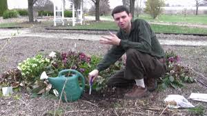 Place the rhizome with the pip (pointed bud) in the planting hole about ½ inch below soil level. How To Plant And Care For Lily Of The Valley Youtube