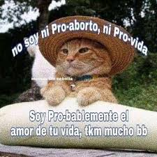 Tkm Bb Gatos Gatitos Memesespanol Memes Uwu Tumblr Gatitosparaladepresion Tkm Bb Gatos Gatit Frases Gatos Gatos Animales Graciosos