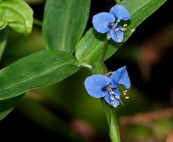 Image result for Commelina triangulispatha