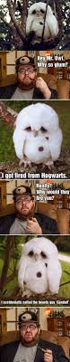 Owl And Gandalf Meme By I3ack To Life Memedroid