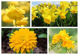 Whether you are picking out a flower bouquet for a weddin. 30 Types Of Yellow Flowers A To Z Photos And Info Home Stratosphere