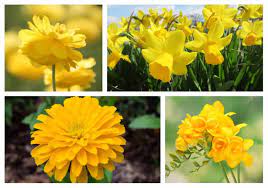 It has clusters of small inspiration: 30 Types Of Yellow Flowers A To Z Photos And Info Home Stratosphere