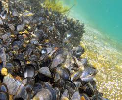 These groups have in common a shell whose outline is elongated and asymmetrical compared with other edible clams, which are often more or less rounded or oval. Microplastics Have Been Found In Mussels Everywhere Scientists Have Looked