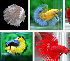 Cacing sutra adalah makanan ikan cupang yang bagus untuk pertumbuhan. Jenis Jenis Ikan Cupang Hias Terbaik Dan Harganya