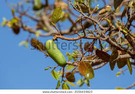 Image result for Hymenaea courbaril