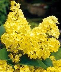 11 99 Primrose Lilac Full Sun To Partial Shade 8 10 Tall And 5 Wide Lilac Flowers Yellow Flowers Flower Garden