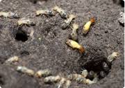 Our termite inspection informs a custom termite treatment plan to help protect your home and help get rid of termites. Termite Control Services Bug Pro