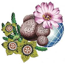 Image result for Ochna richardsiae