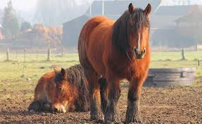 Discover more posts about ardennes horse. 12 Things You May Not Know About The Ardennes Horse