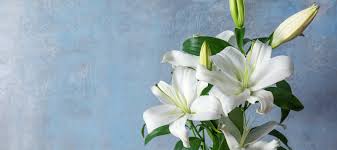 Lily flowers bad for cats. Are Lilies Poisonous To Cats Absolutely Litter Robot Blog