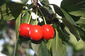 Attractive and productive, malus x robusta 'red sentinel' (crabapple) is a small deciduous tree with a long season of interest. Free Photo Red Berries Beautiful Plants Wild Free Download Jooinn