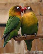 Lovebird Wikipedia