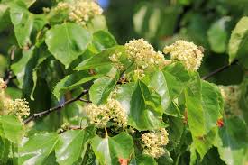 Image result for Hovenia