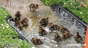 Molting lasts from two to three weeks. How To Care For Wild Baby Ducks A Complete Guide