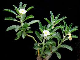 Image result for Pterodiscus elliottii