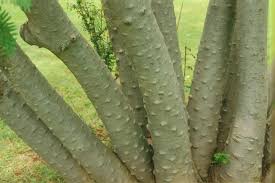 Image result for Kirkia