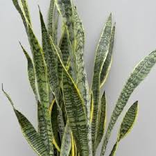 Image result for Asplenium laurentii