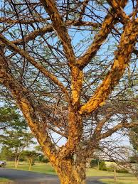 Image result for Zanthoxylum usambarense