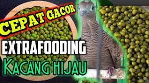 Manfaat kacang ijo untuk perkutut. Rahasia Extrafooding Kacang Di Perkutut Cepat Gacor Youtube