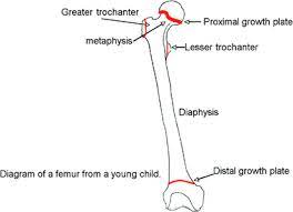 The physeal plates are at the ends of your bones. The Epiphyseal Growth Plate The Engine That Drives Bone Elongation Springerlink
