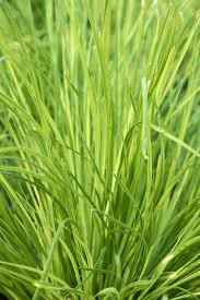 Image result for Motandra paniculata