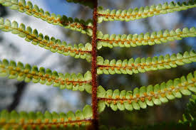 Image result for Gleichenia elongata