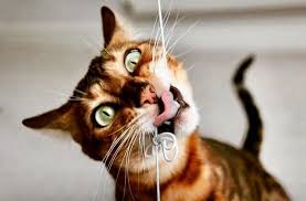 1,670 bengal cat products are offered for sale by suppliers on alibaba.com, of which stuffed & plush animal accounts for 1%, brushes accounts for 1%, and sculptures accounts for 1%. 100 Amazing Toys Bengal Cats Crave 2020 Bengal Cat Care