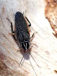 Black And White Insect With Wings What A Find Is This A Gorgeous Australian Cockroach Or What No That S Not An Oxymoron Look At Those White Mar Weird Insects Spider Species Bugs And Insects