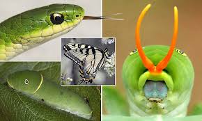 However, if nothing touches the. Eastern Tiger Swallowtail Pretends To Be A Reptile And Spits Foul Smelling Chemical Daily Mail Online