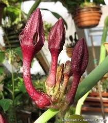 Image result for Ceropegia simplex