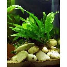 Microsorum Pteropus Java Fern Liverpool Creek Aquariums Aquariums Freshwater Aquarium Plants Live Aquarium Plants Aquatic Plants