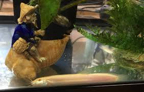 How Fast Do Dojo Loaches Grow? | Dojo Loach Forum