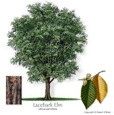 These are relatively small trees, generally staying under 50 feet tall. Texas Tree Selector Tree Description