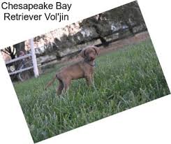 Find chesapeake bay retriever puppies that are ready to take home immediately or will be available shortly from some of the top breeders in the country. Gun Dogs Chesapeake Bay Retriever For Sale In Durham Agriseek Com