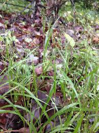 Image result for Panicum funaense