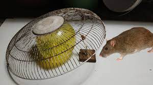 Best Electric Fan Guard Mouse Trap How To Make A Homemade Electric Fan Guard Mousetrap Balloon Trap Mouse Traps Best Mouse Trap Bucket Mouse Trap