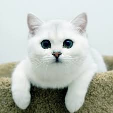 Pin On Cats