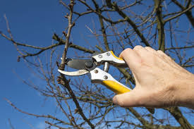 Forsythie, duftjasmin, spiersträucher, deutzie oder gefüllter schneeball, sollten immer direkt nach der blüte geschnitten werden. Obstbaume Schneiden Unsere Anleitung Mit Bildern