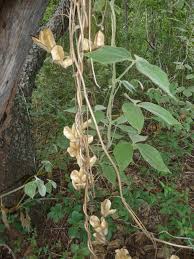 Image result for Dioscorea dregeana